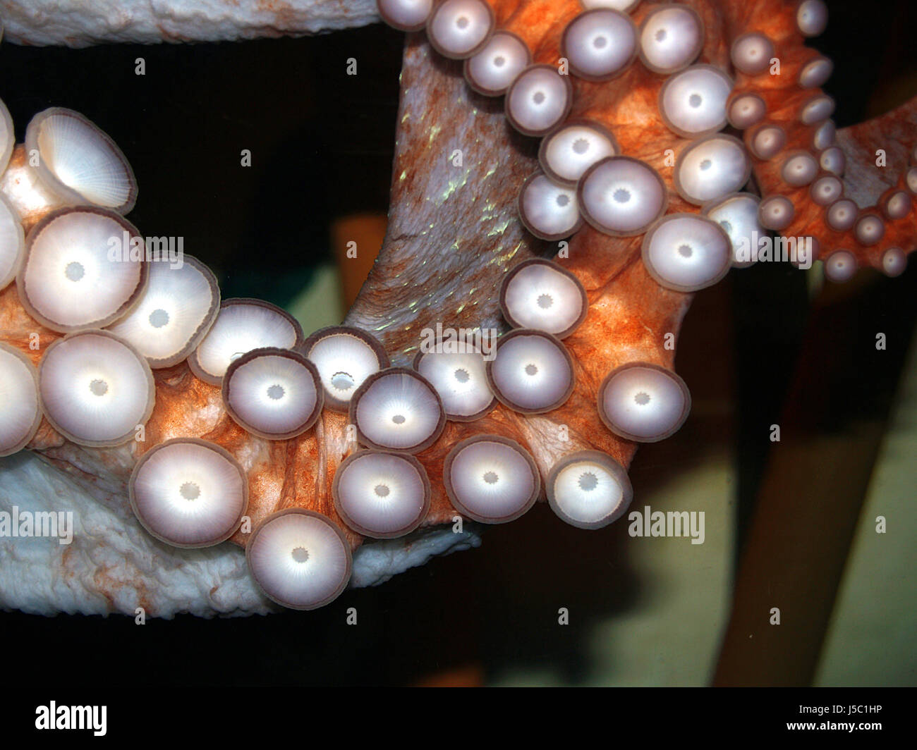 Les animaux de la faune de mollusques poisson sous l'eau plongée sang pauvre homme pieuvre mollusques Banque D'Images