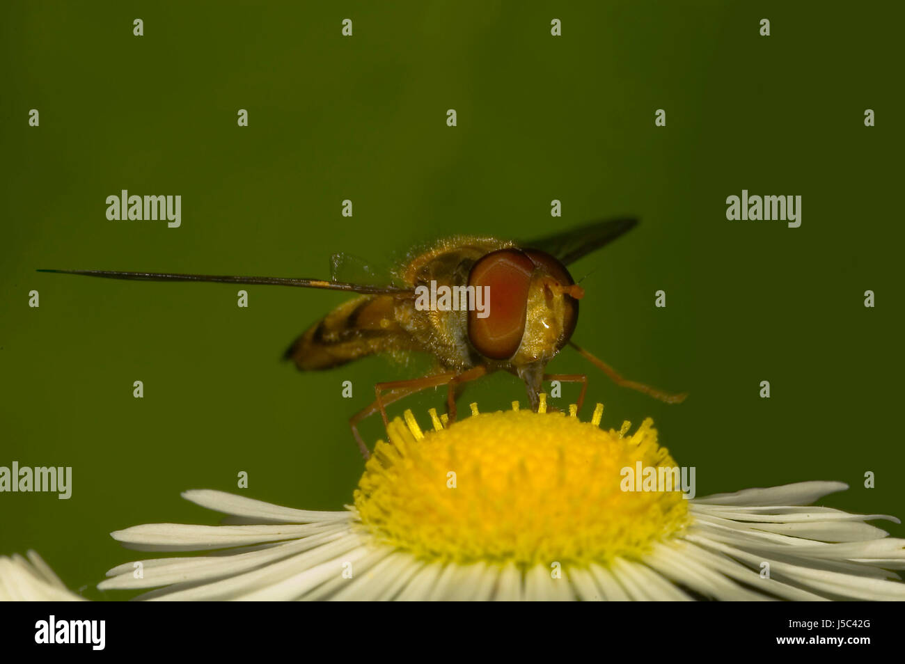 Macro Macro close-up vue rapprochée d'admission des animaux fleurs insectes mouches quartet Banque D'Images