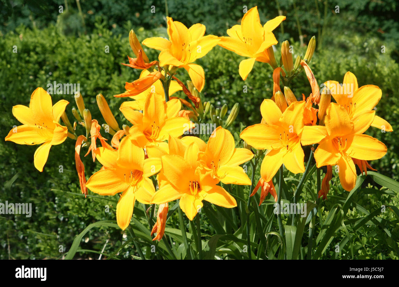 Lys fleurs fleurs d'lilienblten purge jaune gelbe lilien gelbe Banque D'Images