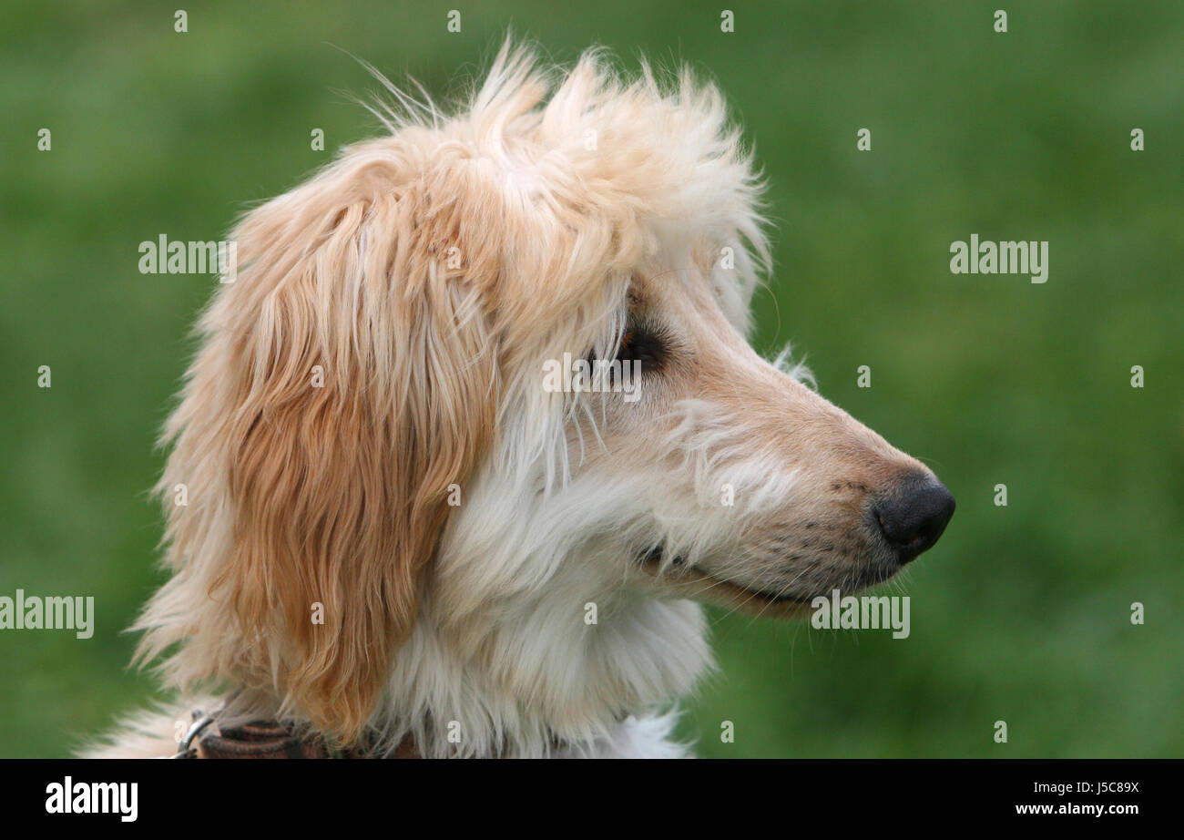 Peau De Chien Levrier Afghan Bebe Cub Hound Dog Pedigree Race L Afghanistan Photo Stock Alamy