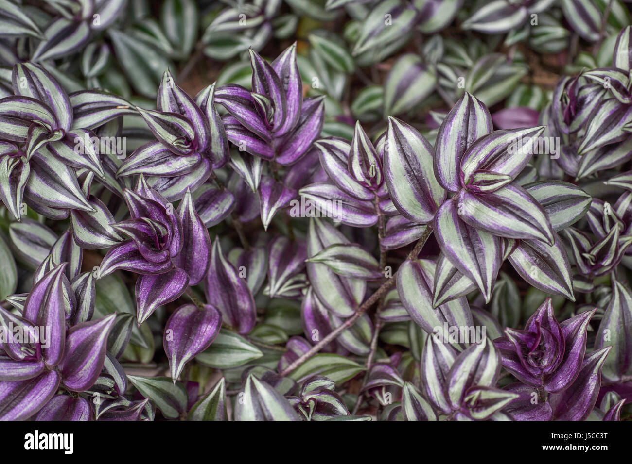 Les plantes panachées juif errant (Tradescantia zebrina ou pouces) de l'usine Banque D'Images