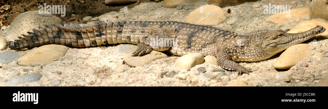 Dents de crocodiles sauvages danger sommeil dormir vue vue vue outlook vista Banque D'Images