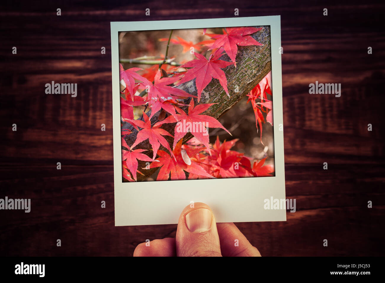 Male hand holding photographie polaroïd de l'érable rouge les feuilles des arbres en automne avec copie espace. Des souvenirs de voyage de bon temps scrapbooking Banque D'Images