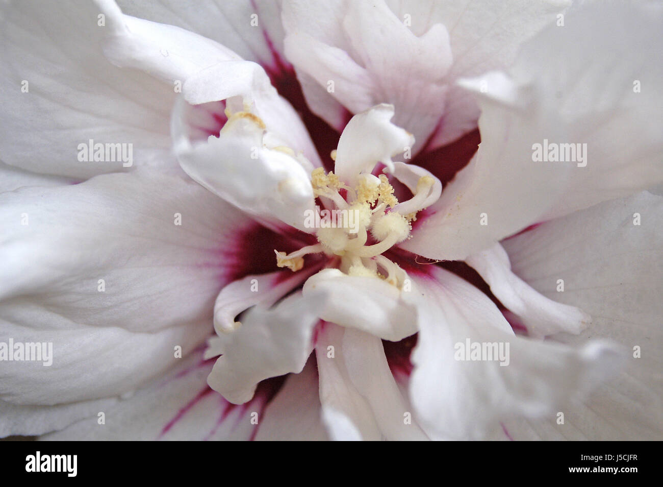 Fonctionnement interne d'hibiscus speciosus Banque D'Images