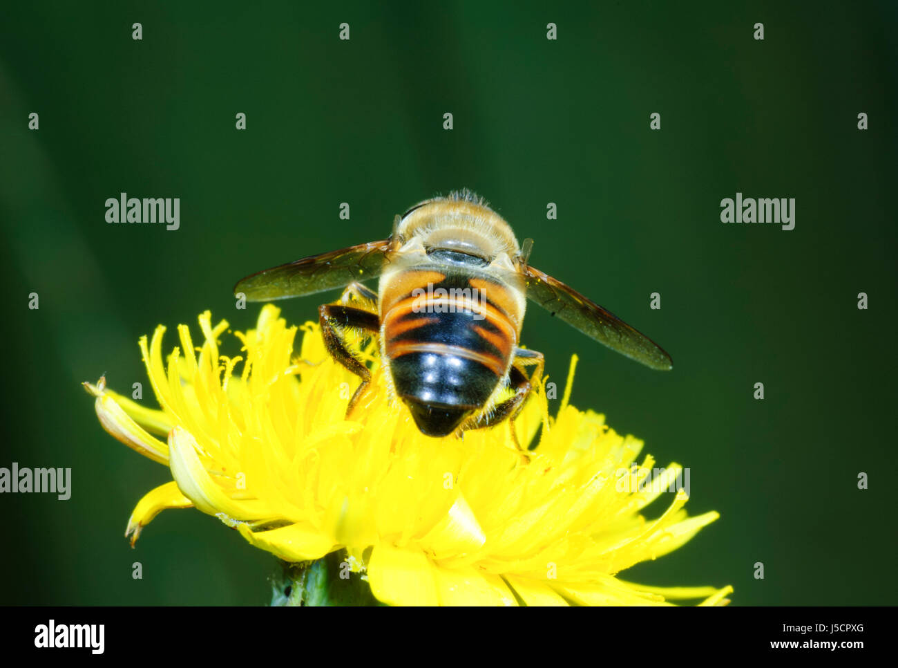 Eristalis tenax (Fly drone), une abeille imiter, vus de derrière d'un nectar pollinisateurs yellow flowerhead, New South Wales, NSW, Australie Banque D'Images