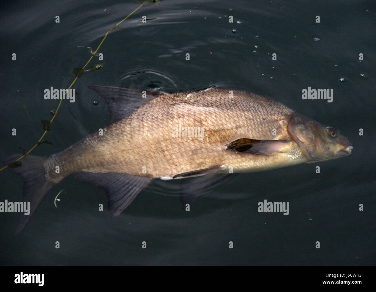 Aliment alimentaire angle poissons poissons nageoires masure fin rivière eau Natation Natation nager Banque D'Images