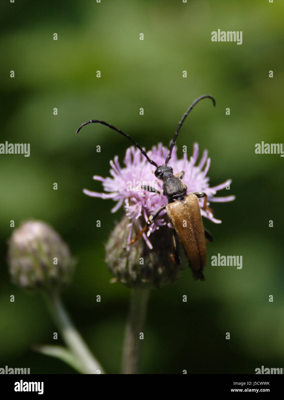Macro Macro close-up admission vue en gros insectes forestiers mâle aile Banque D'Images