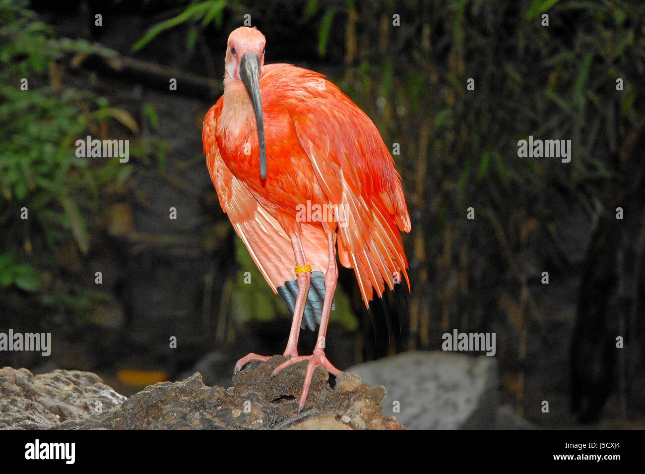Animaux oiseaux oiseau bec zoo portrait conflagration feu fire-alarme rouge bec Banque D'Images