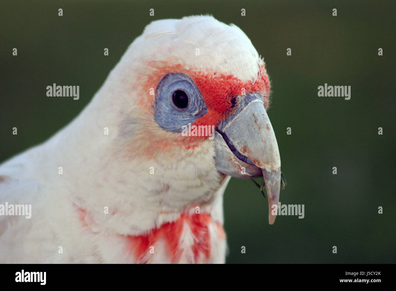 Oiseaux Oiseaux Australie Cacatoès à Bec De Perroquet Bec