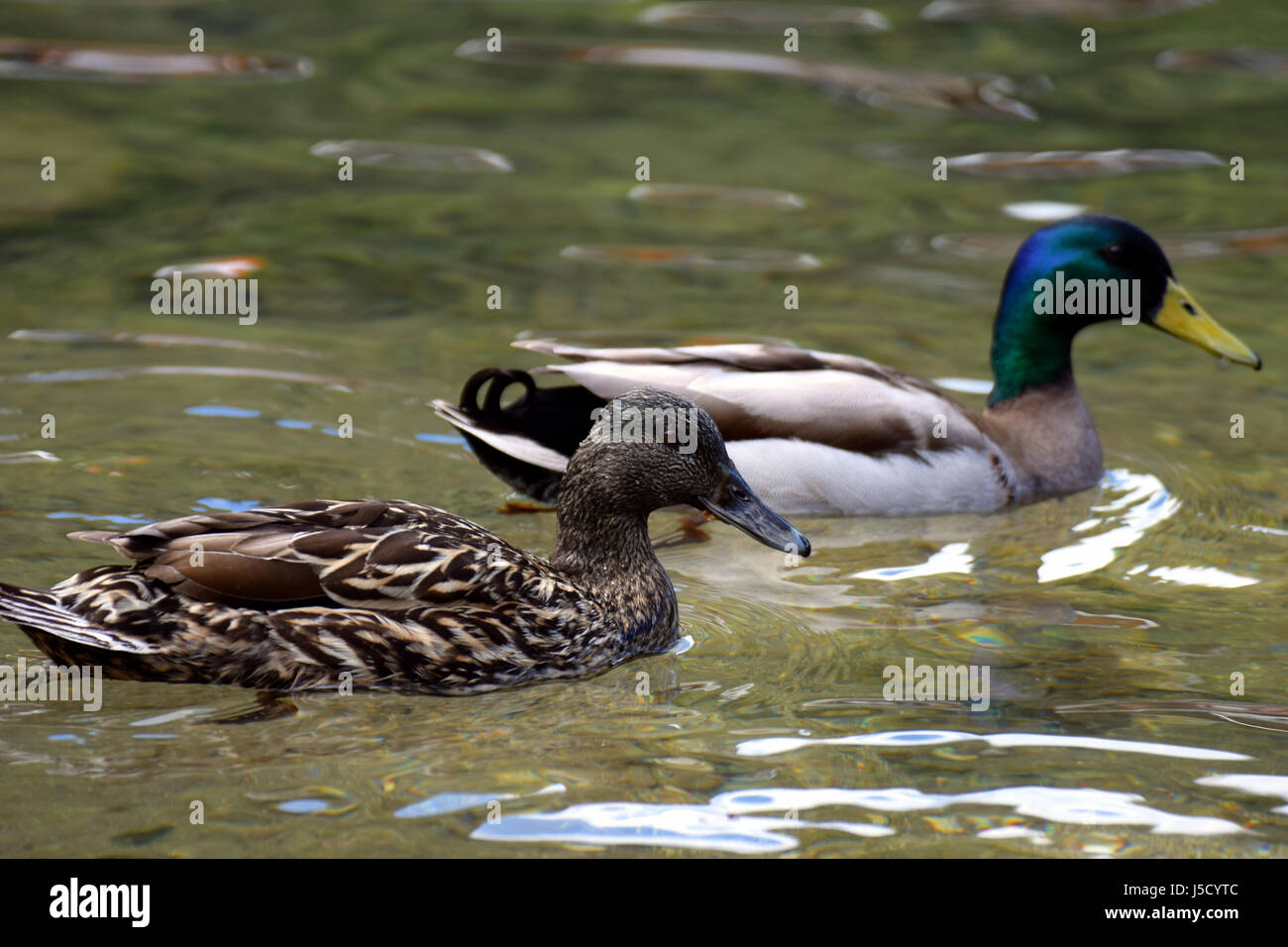 Paire de canards colverts (Anas platyrhynchos) nageant ensemble sur le lac Banque D'Images