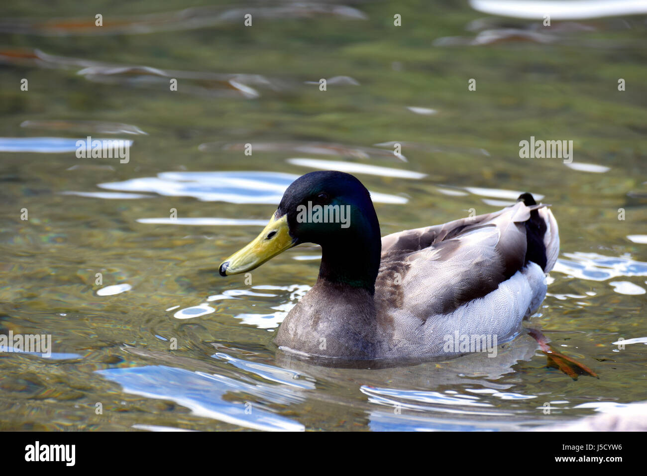 Homme canard colvert (Anas platyrhynchos) natation Banque D'Images