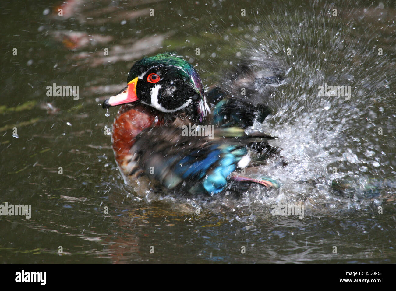 Brautente,bois,canards,ente,entenvogel,Aix sponsa,2012, Banque D'Images