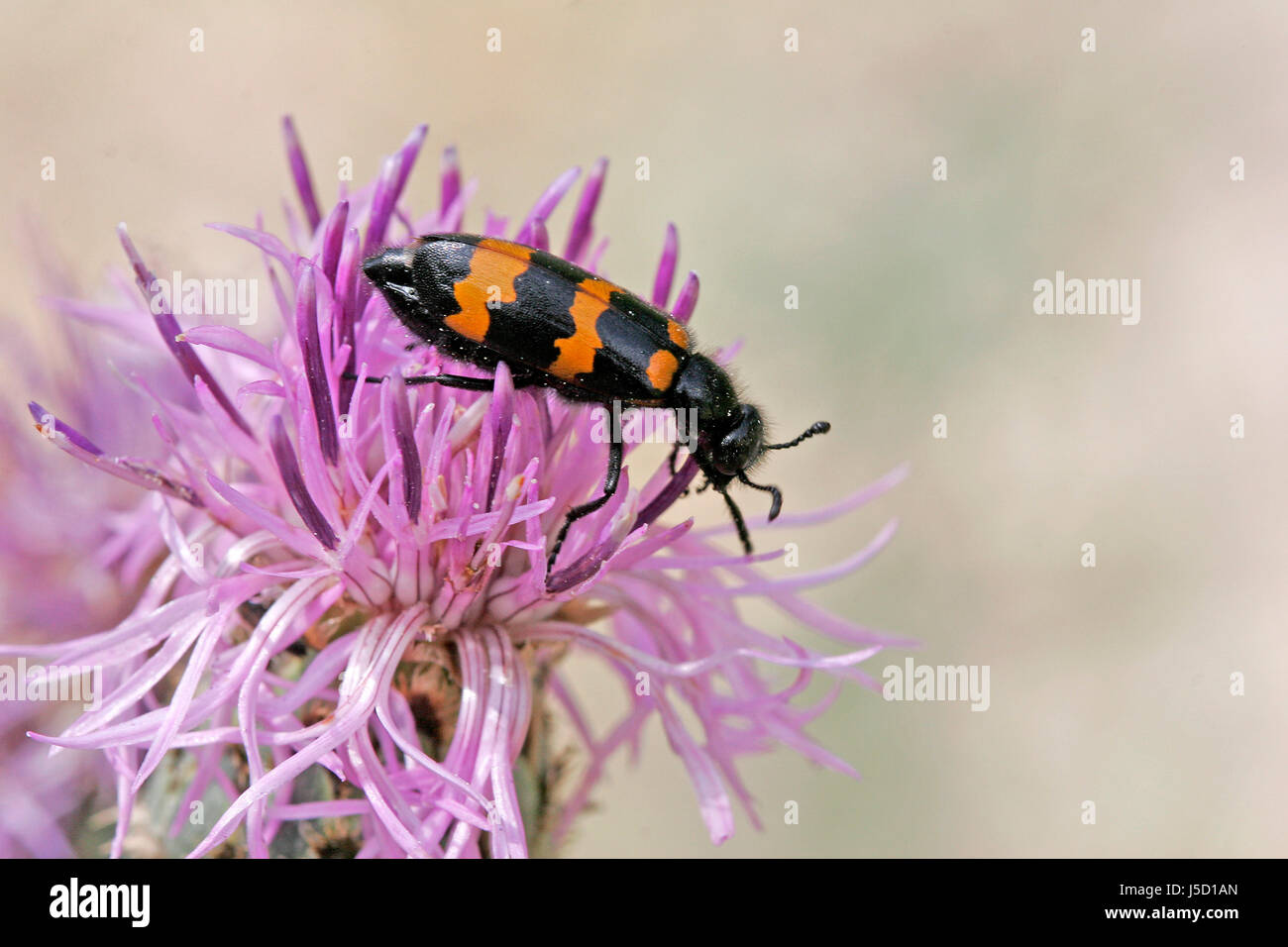Les insectes beetle mylabris variabilis gestreifter blasenkfer-blasen kfer beetle Banque D'Images