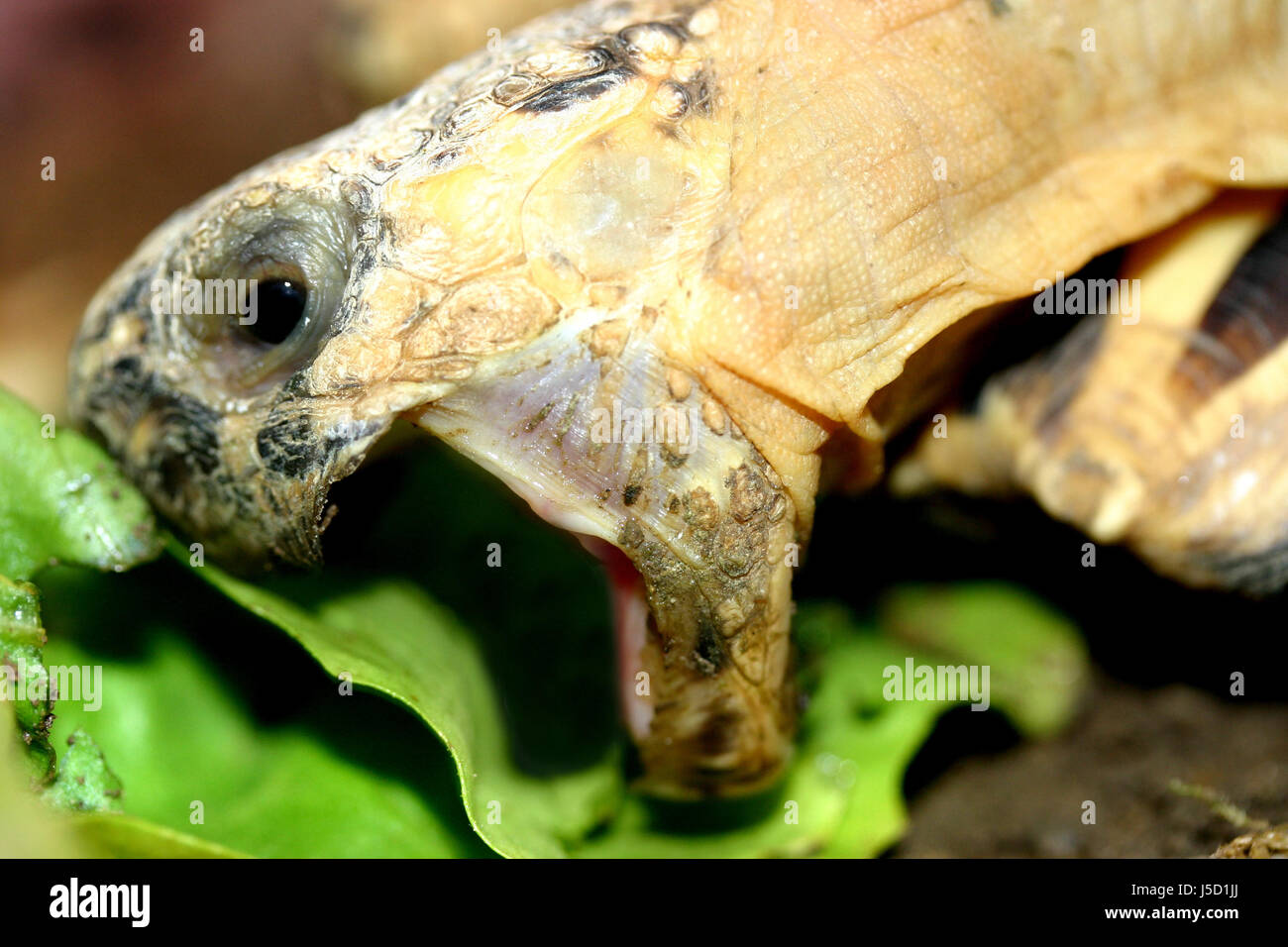 Turtle Banque D'Images