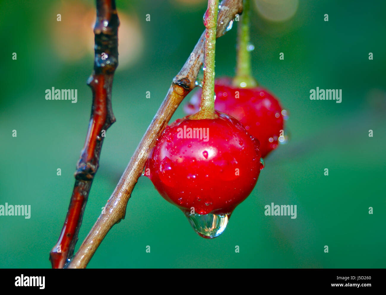 cerises Banque D'Images