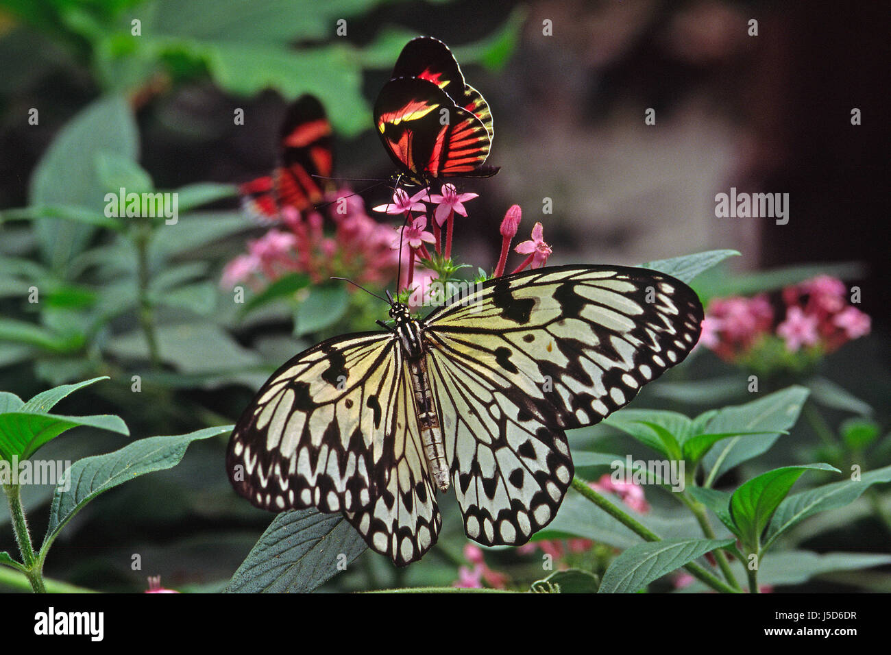Papillons papillon idée leuconoe weie baumnymphe schmetterlinge Banque D'Images