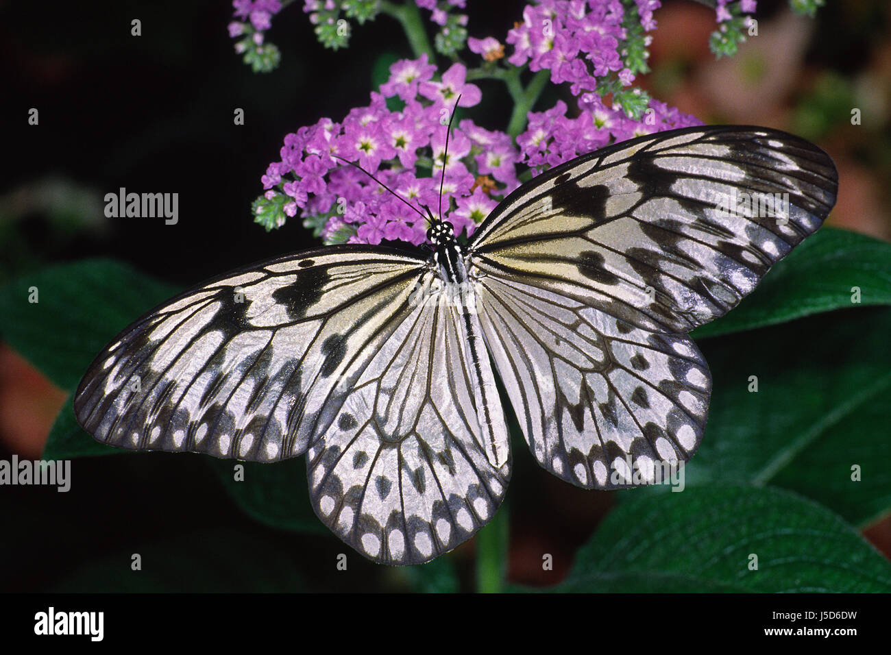 Papillons papillon idée leuconoe weie baumnymphe schmetterlinge Banque D'Images