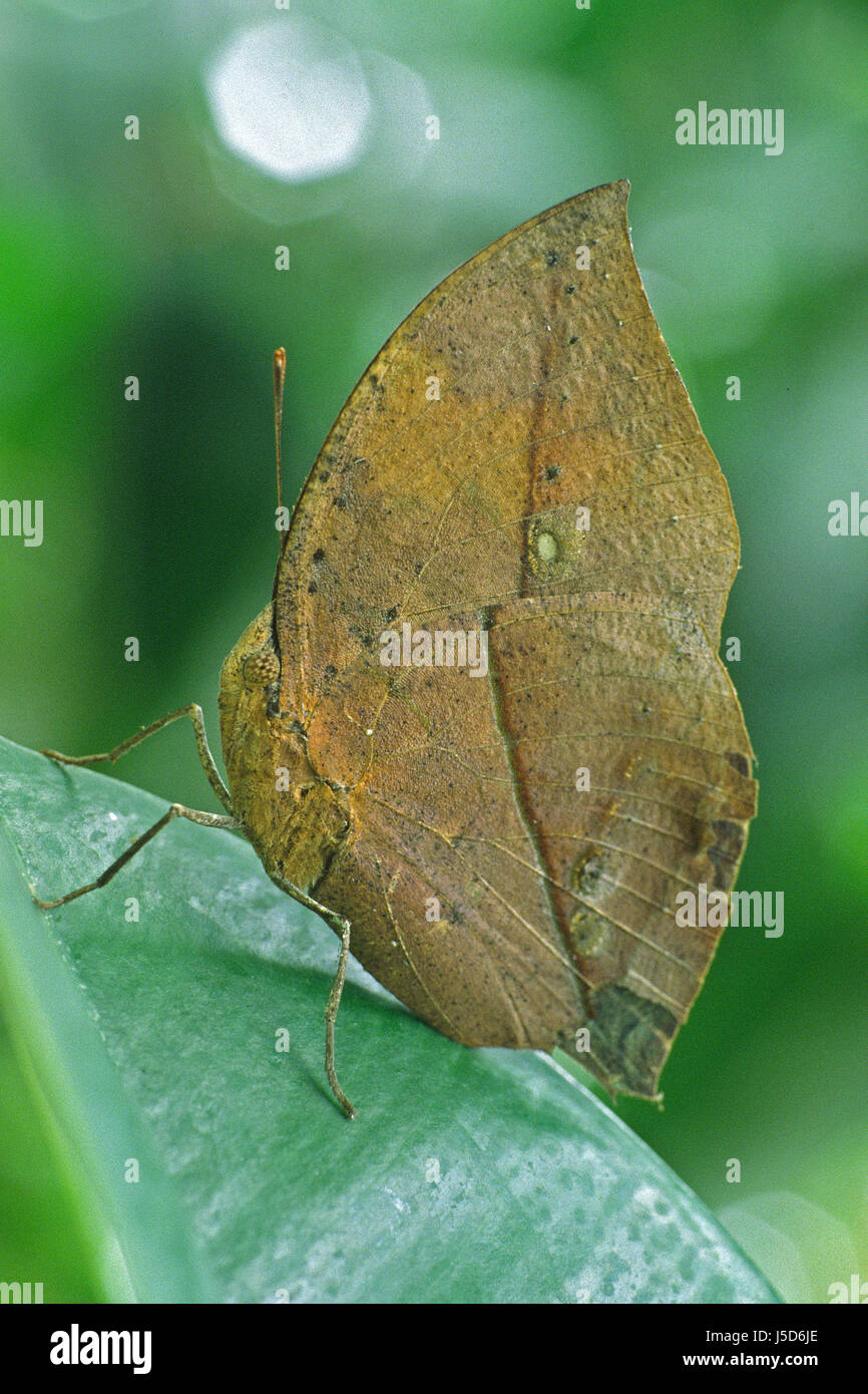 Kallima inachus papillon papillons camouflage blatt tarnfarben société indisches take away Banque D'Images