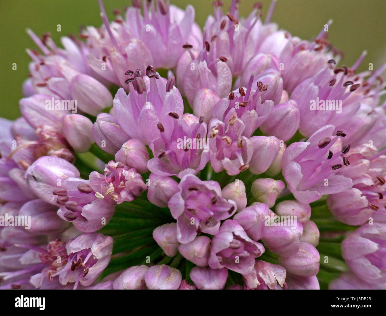 Plante fleur fleurs plantes ornementales POIREAU Allium allium nutans nickender Banque D'Images