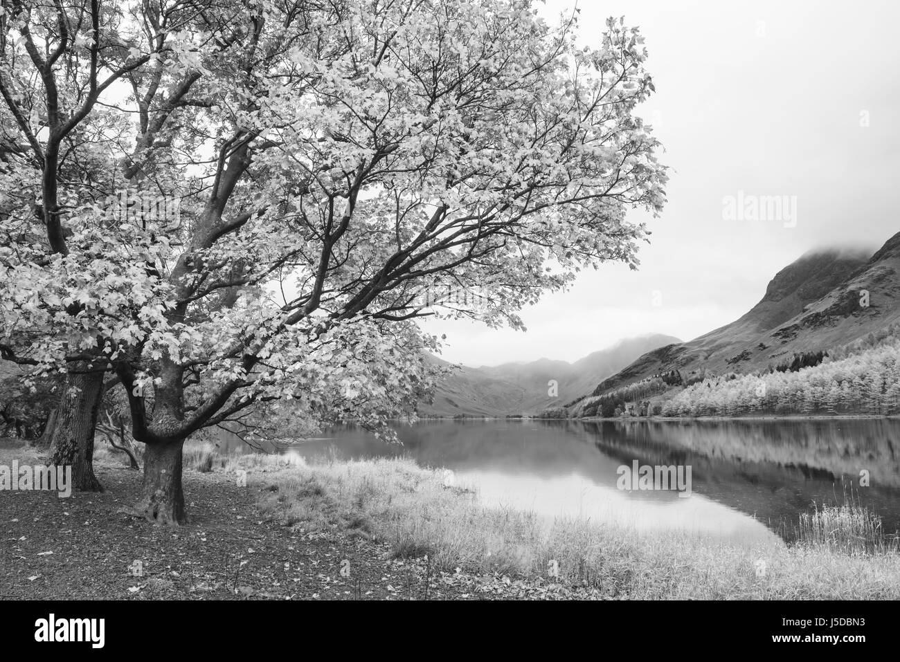 Bel Automne Automne image paysage du lac Buttermere Lake District en Angleterre Banque D'Images