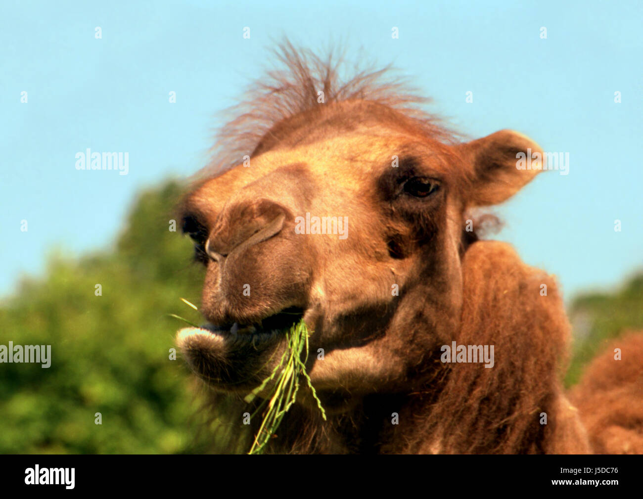 Animaux mammifères chameaux chameaux de Bactriane ruminants mangent Manger dromadaire mange