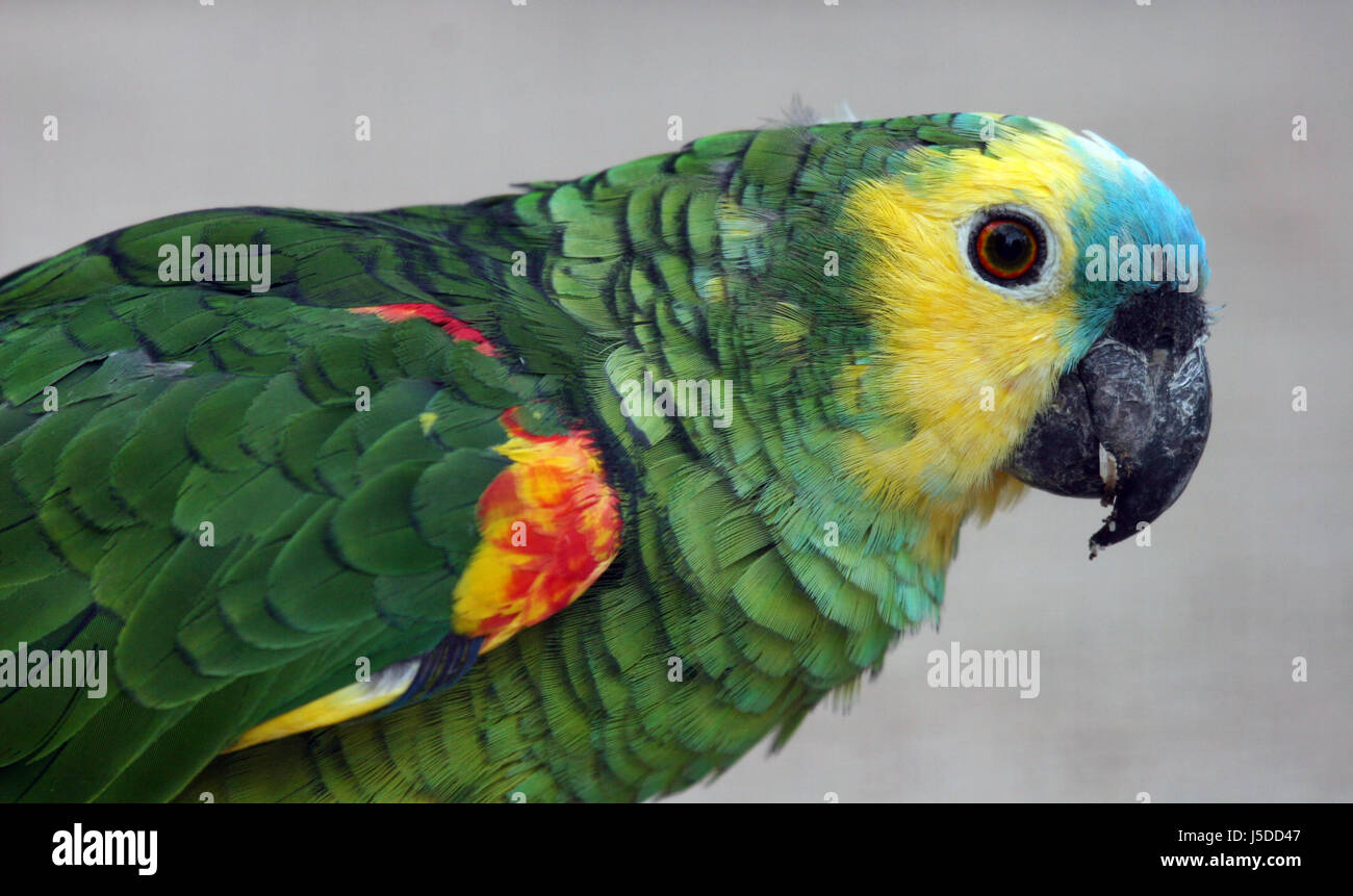 Blue Bird profil coloré vert superbe richement multiples Banque D'Images