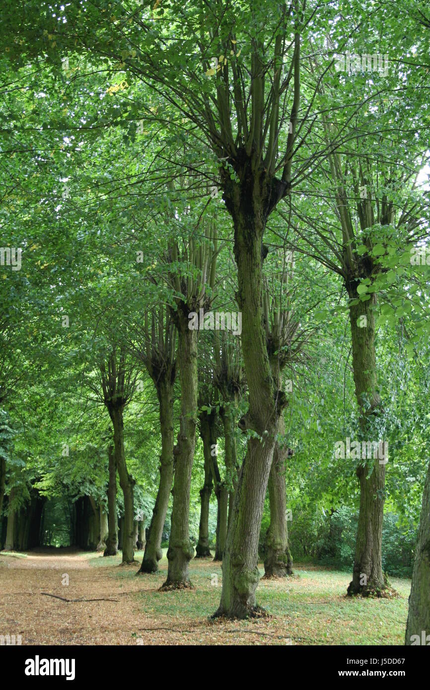 Arbre arbres tribes le silence radio silence calme chemin repos  récupération Photo Stock - Alamy