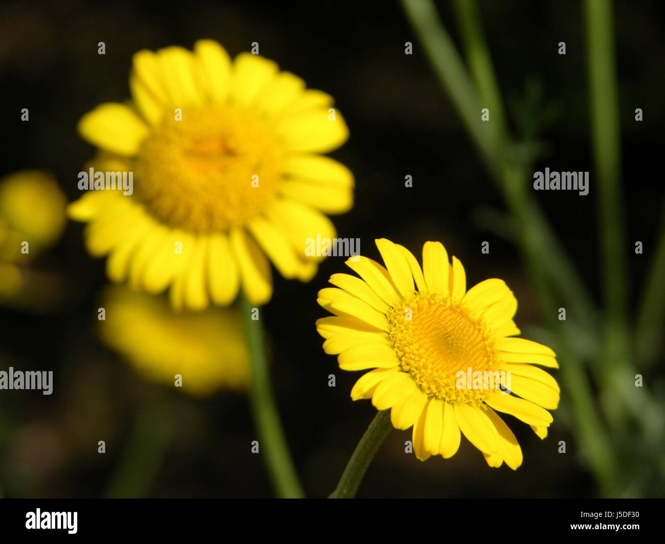 Macro Macro close-up admission vue en gros fleur fleur plante jardin Banque D'Images