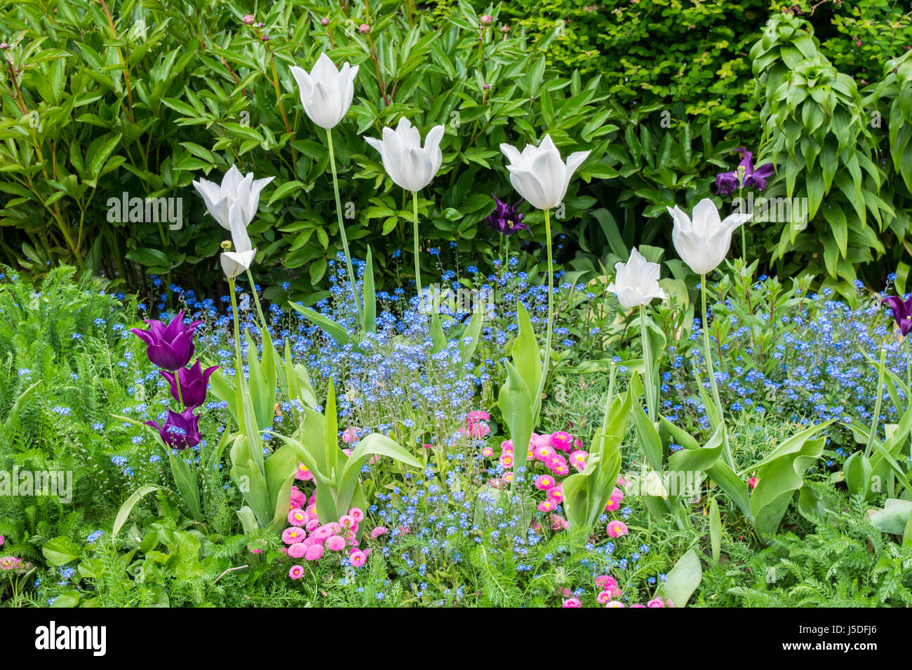 Fleurs de Printemps - St James Park - Londres Banque D'Images