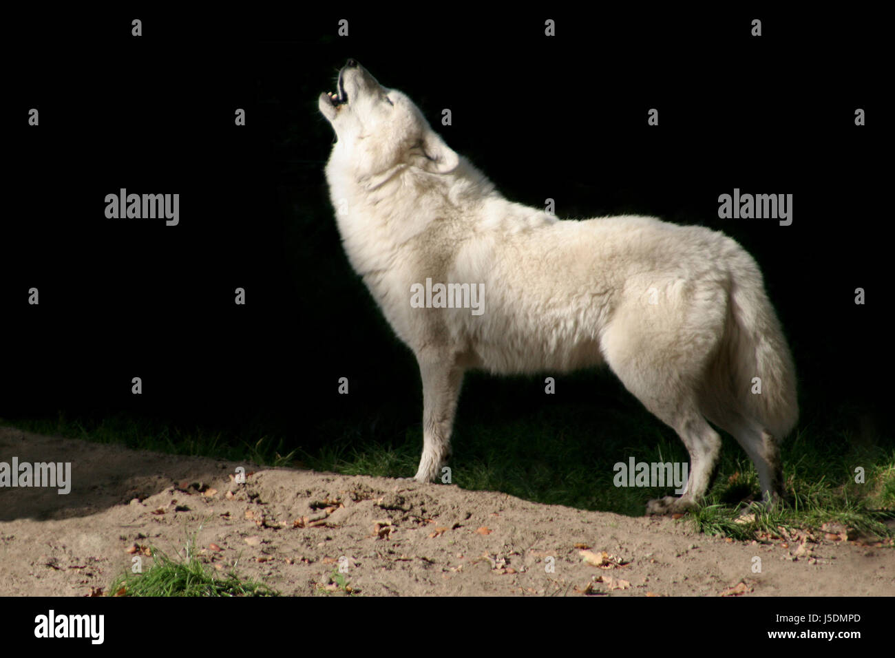 âme de loup Banque D'Images