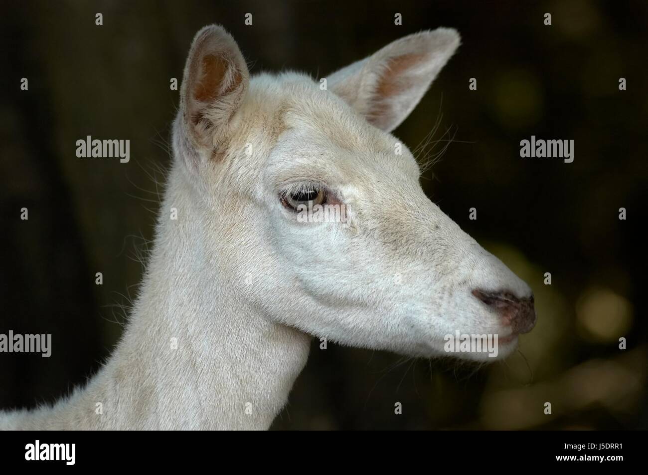 cerf blanc Banque D'Images