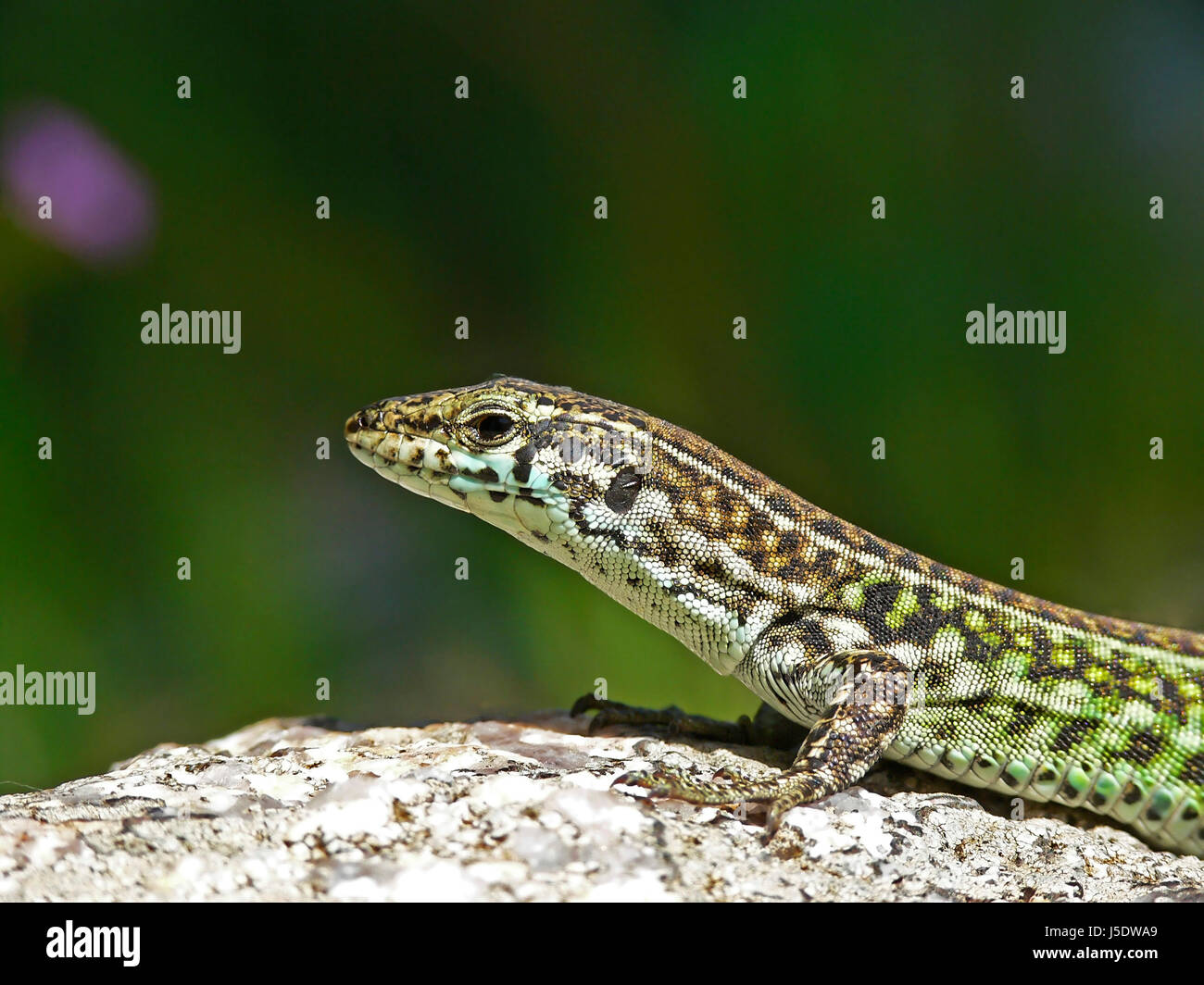 Les lézards lézard pierre sardaigne stein beer mug vert podacris sicula Banque D'Images