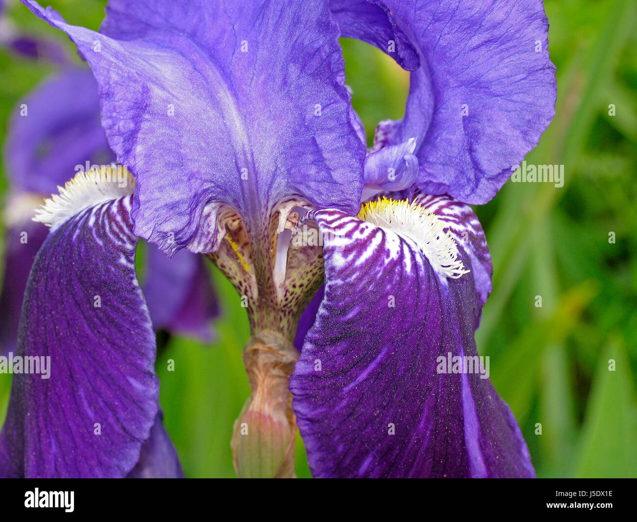 Iris germanica iris,German Banque D'Images