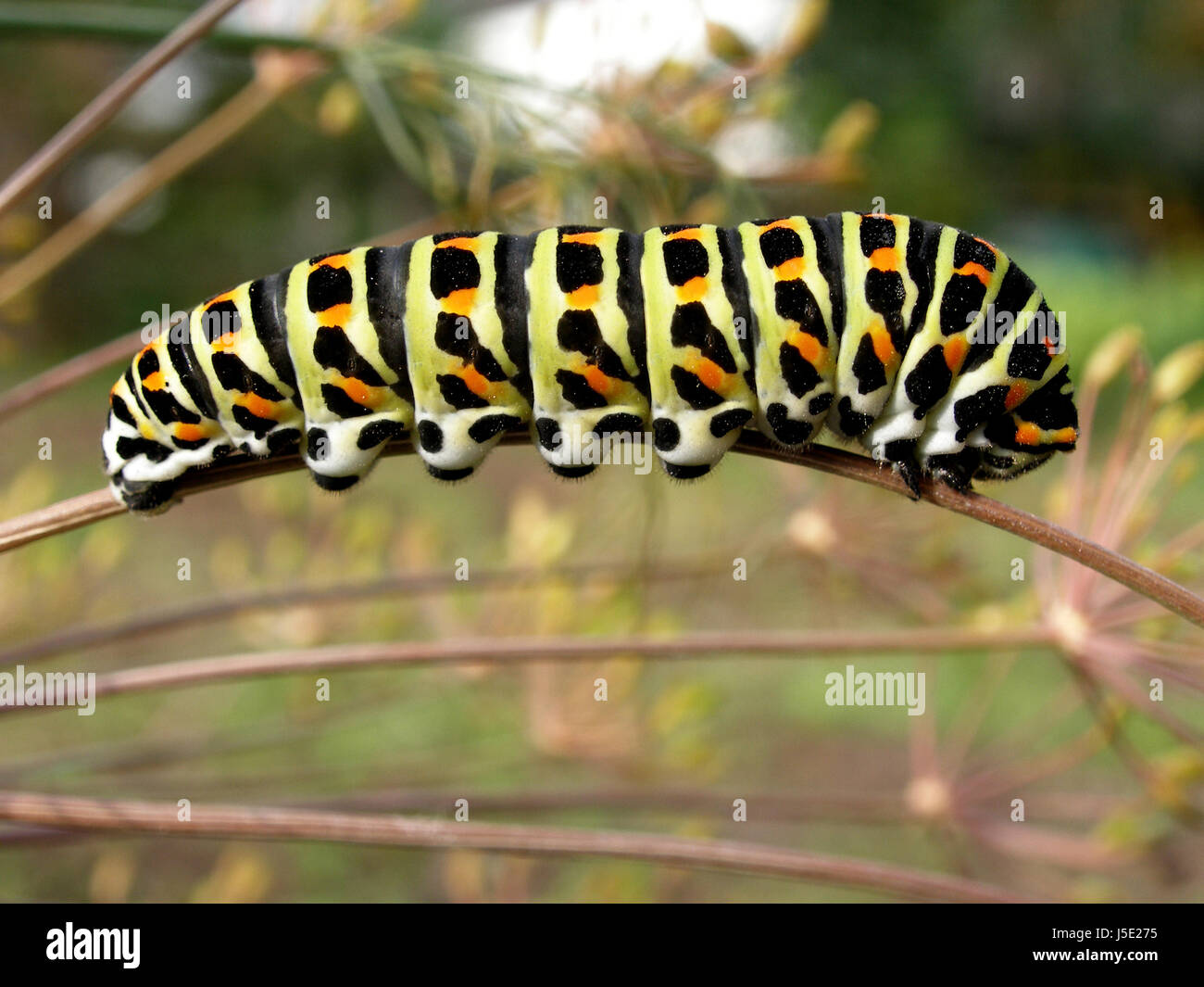 Caterpillar en automne Banque D'Images