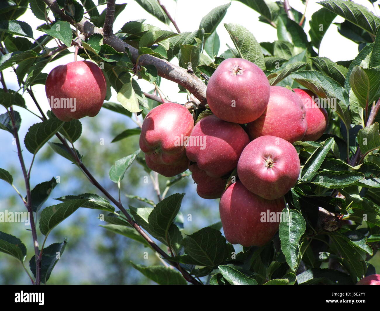 Tyrol du sud les pommes rouges Banque D'Images