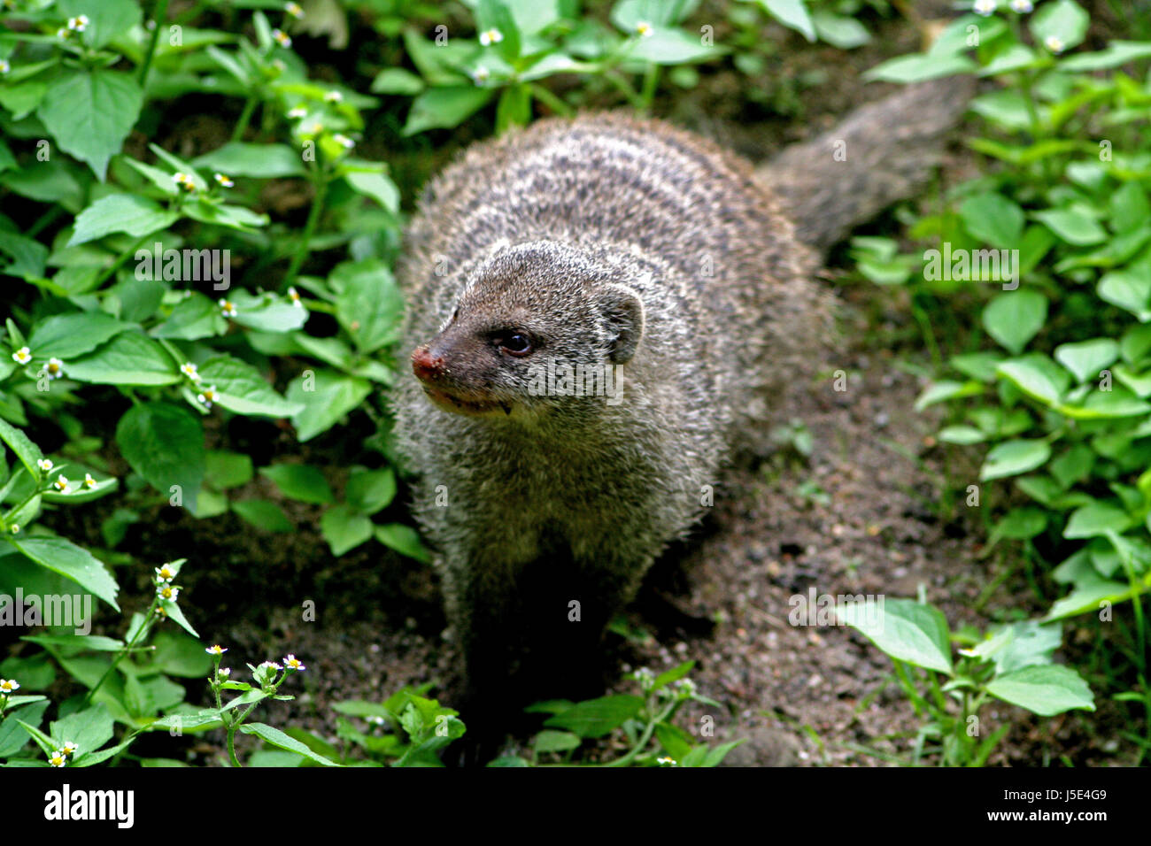 Asie Inde mammifère prédateur serpents cobra mangouste manguste grizzly Banque D'Images
