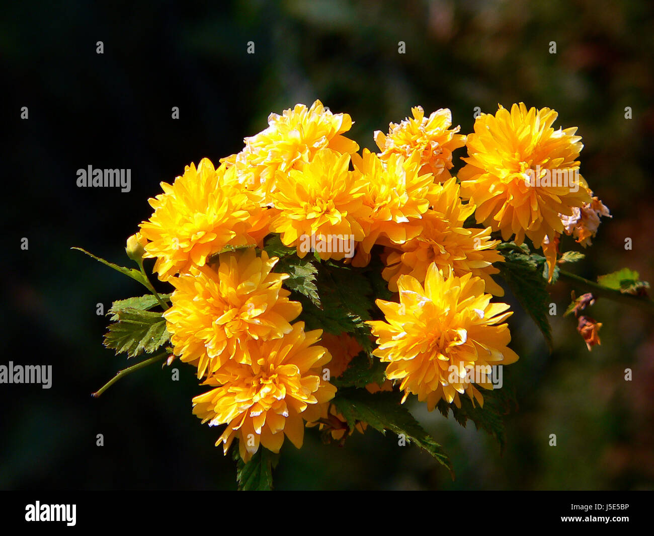 fleurs jaunes Banque D'Images