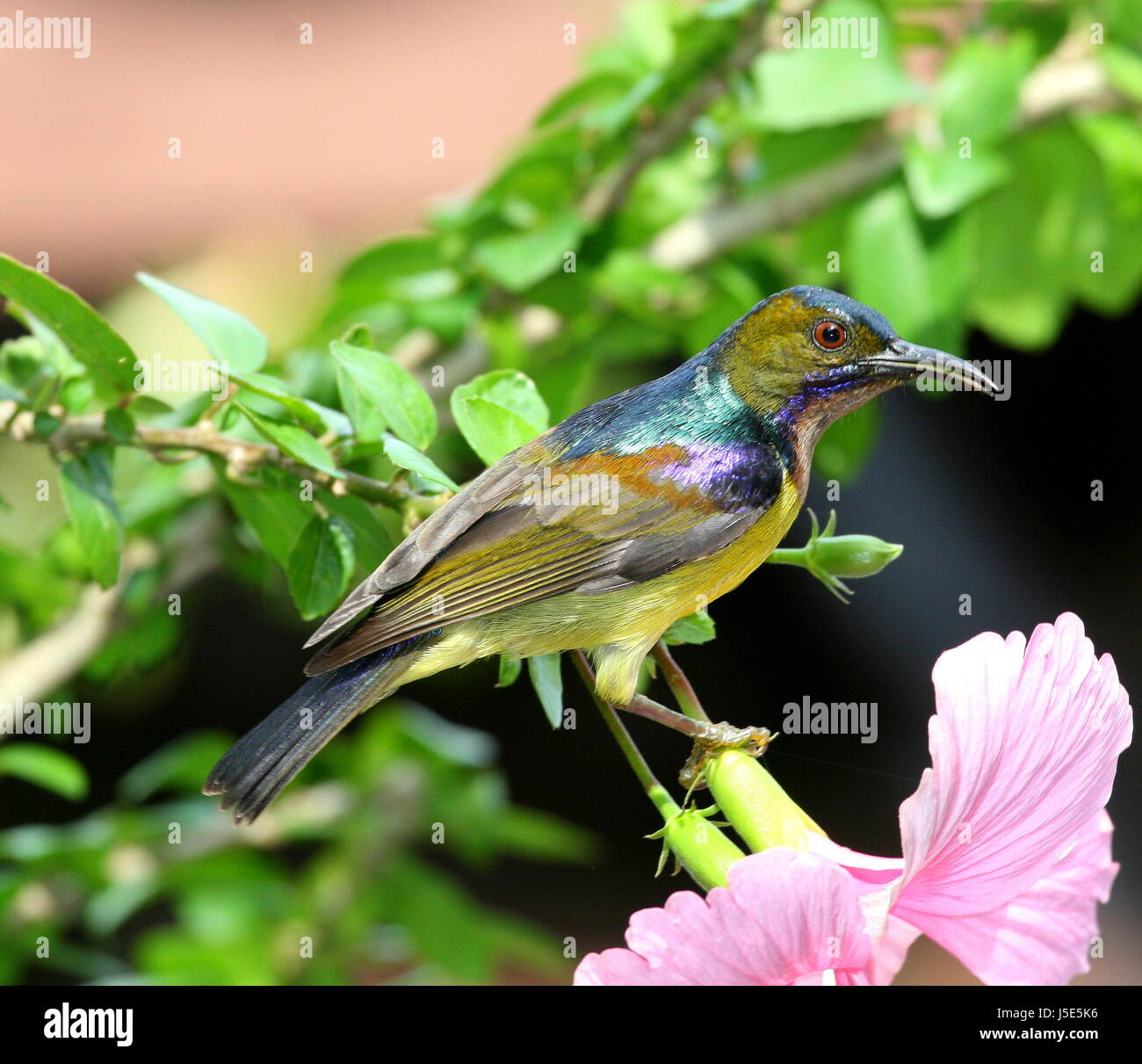 Oiseaux Oiseaux jardin Asie Inde Thaïlande aves jardins violet bois Banque D'Images