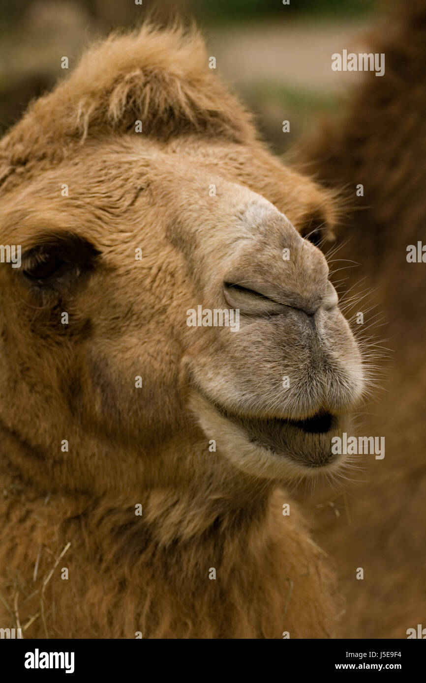 Mammifère animal brun yeux marron brune bouche organe camel yeux lèvres  exotic Photo Stock - Alamy