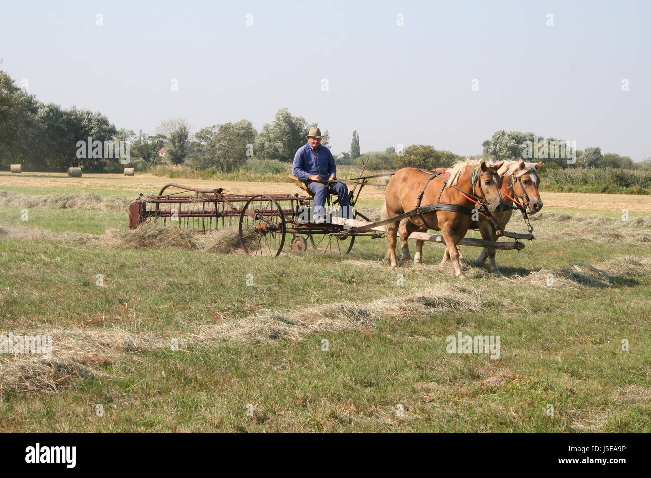 L'agriculture l'agriculture,cheval,chevaux,paysan,,meadow,alter mann,altes gert,heuwender Banque D'Images