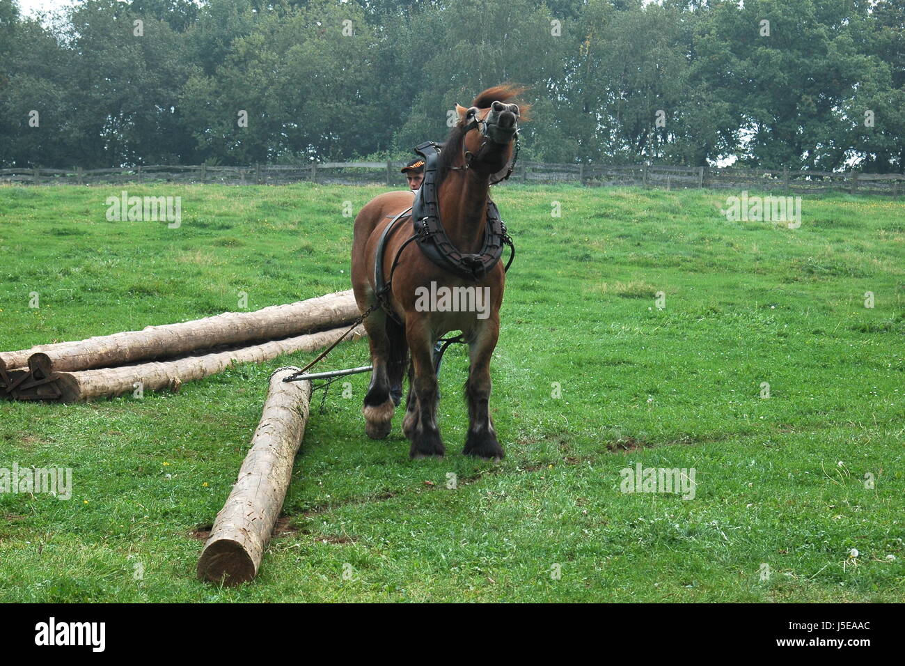Tronc cheval Cheval Cheval contre l'arrière pour donner une colonne vertébrale rckepferd meadow jerk Banque D'Images