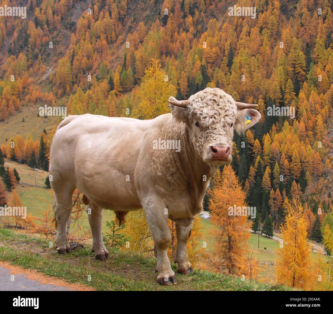 Alpes autrichiens carinthie haute montagne montagne bull l'stiermensch torro Banque D'Images