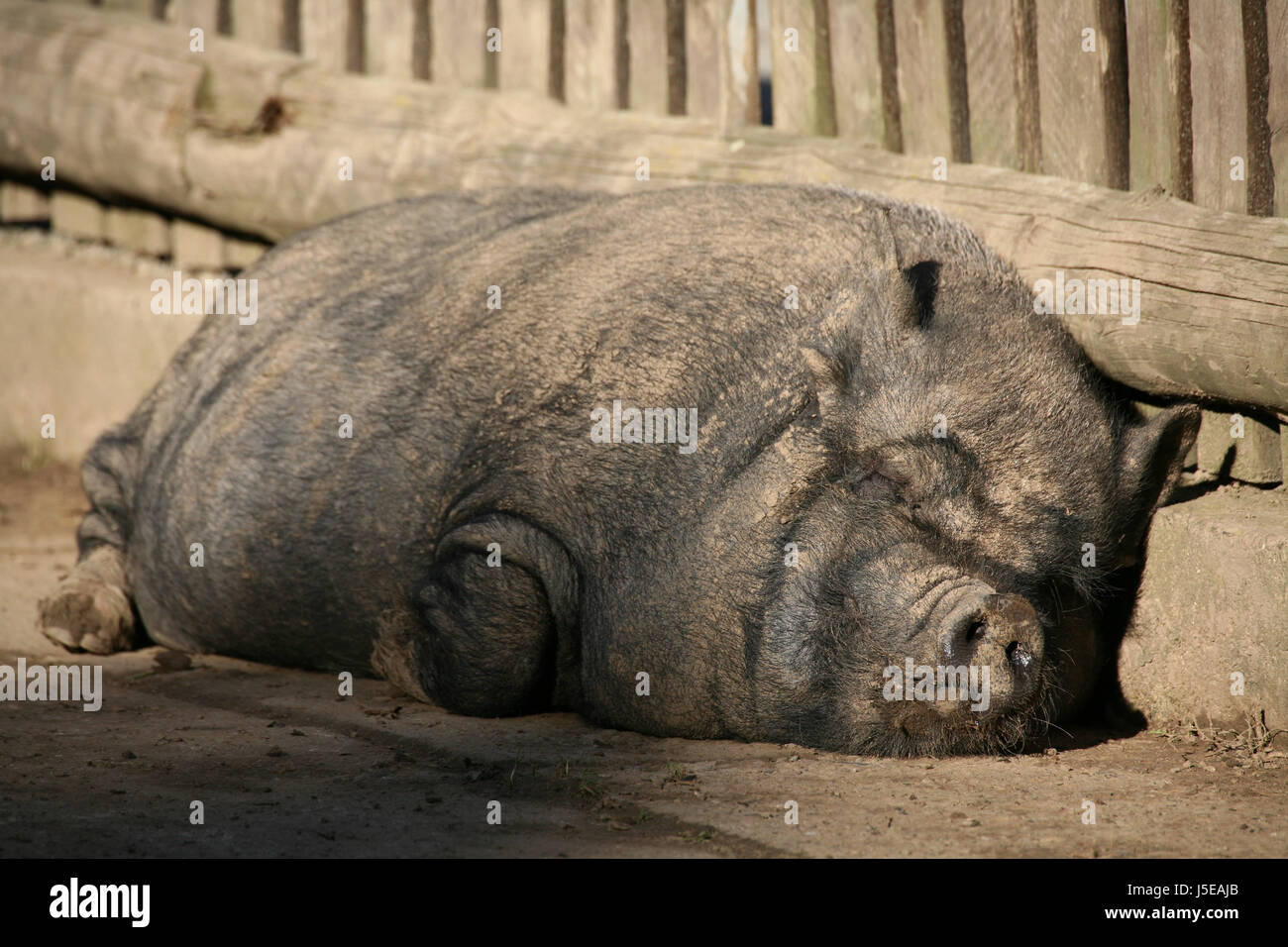 Asie animal asiatique poilue nez Viet nam vietnam proboscis hérissés de  poils Photo Stock - Alamy