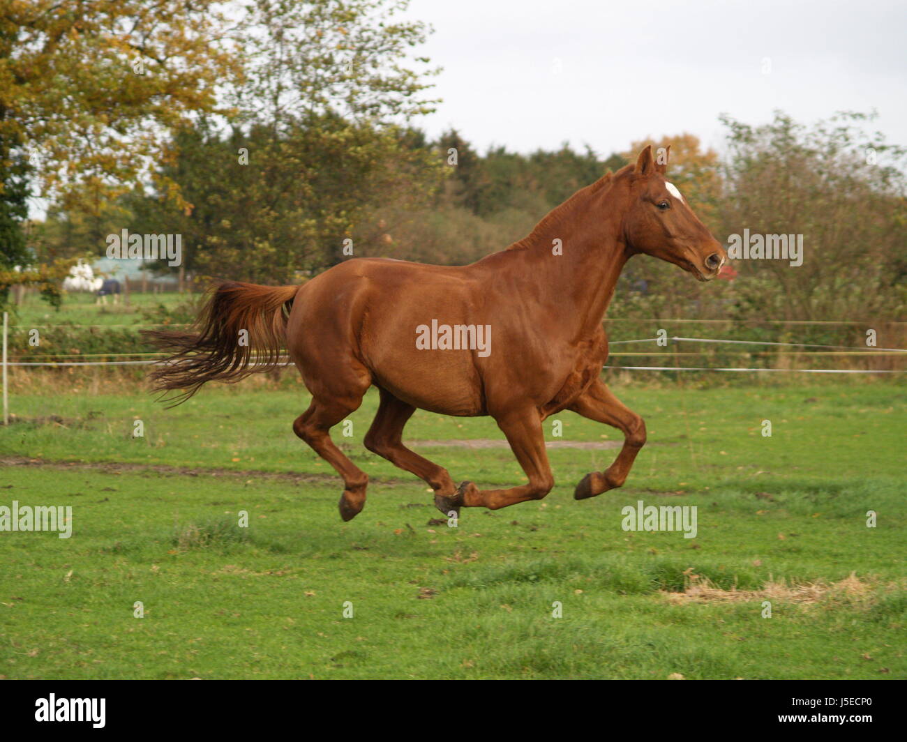 cheval volant Banque D'Images