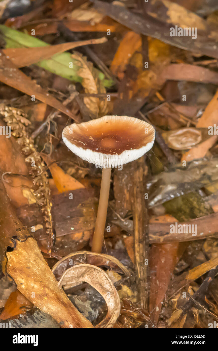 Rhodocollybia butyracea, Beurré Collybia, subventions Gully, forêt de Sherbrooke, Victoria, Australie Banque D'Images