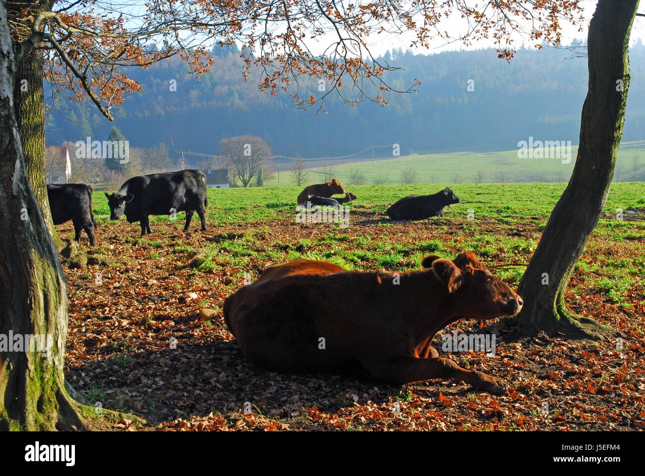 Agriculture L'agriculture de mammifères de l'espèce bovine Vache boeuf viande nutrition forestière automne automne Banque D'Images