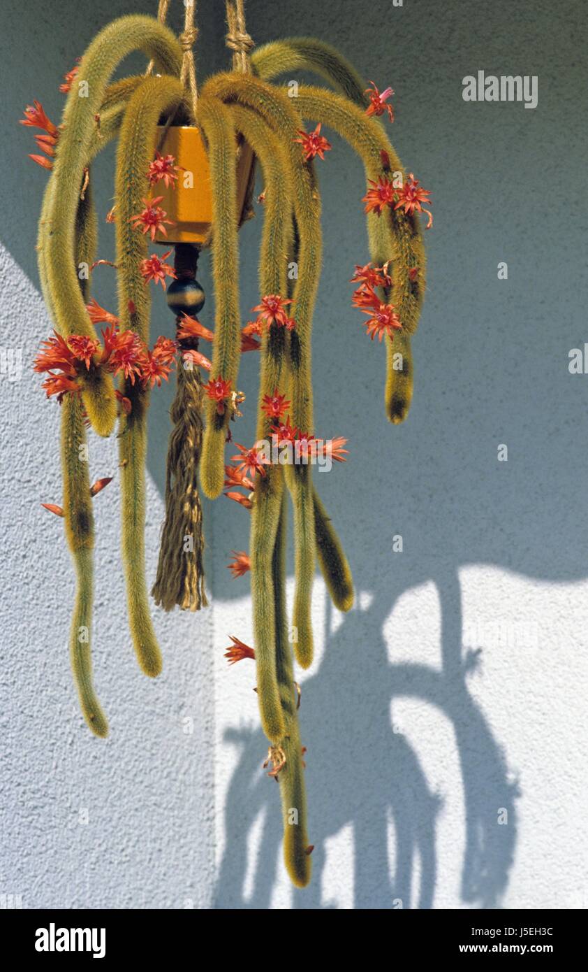 Cactus plantes suspendues,florissant Banque D'Images