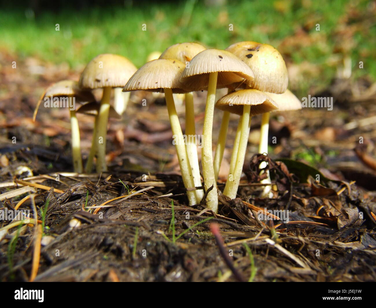 Fichtenzapfen-pied velouté Banque D'Images