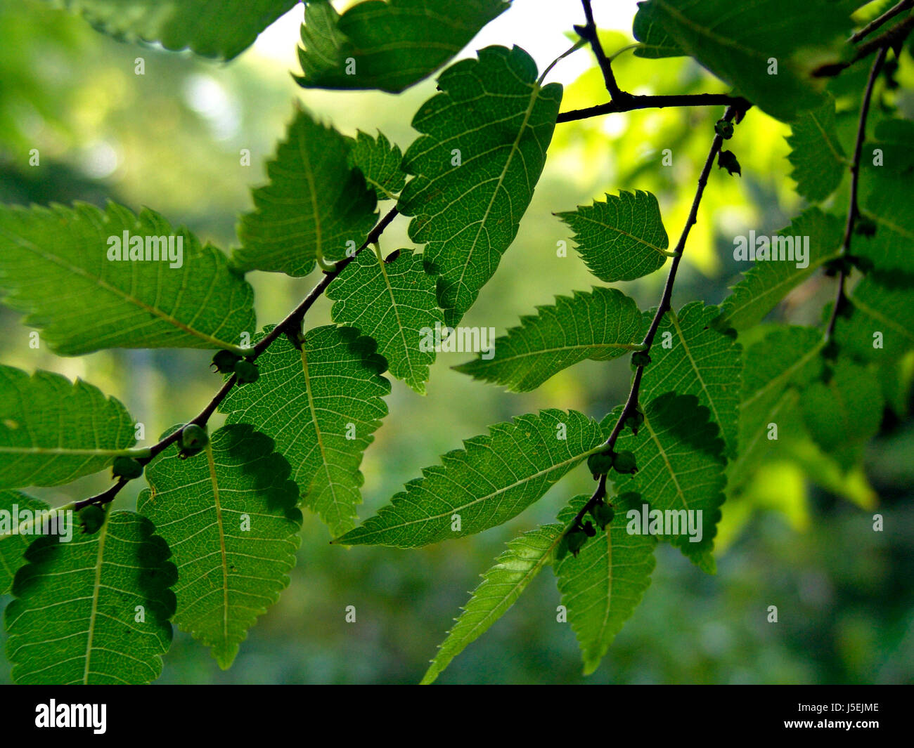 Zelkova serrata - ombre Banque D'Images