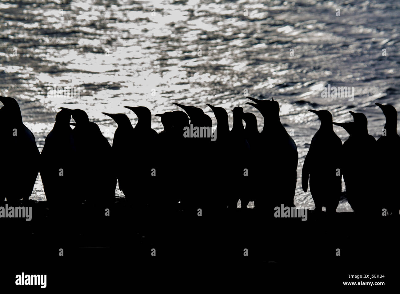 Silhouette en noir et blanc de manchots royaux avec fond de l'océan Banque D'Images